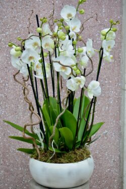 Marie est zen : les coupes d'orchidées