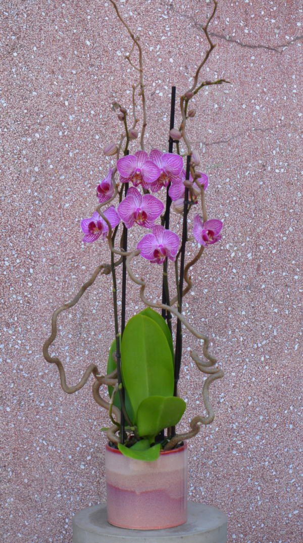 Orchidée Rose 3 branches